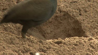 Megapode Bird