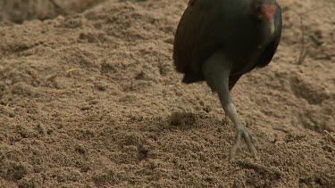 Megapode Bird