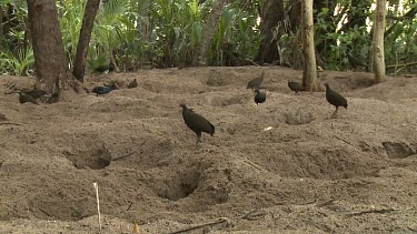 Megapode Bird