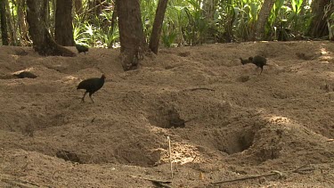 Megapode Bird