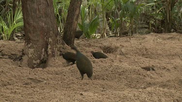 Megapode Bird