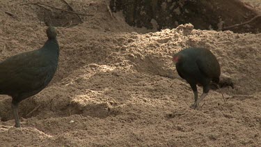 Megapode Bird