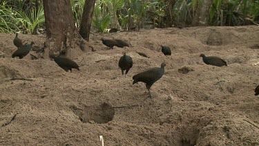 Megapode Bird