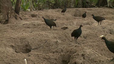 Megapode Bird