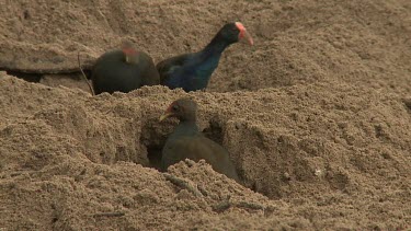 Megapode Bird