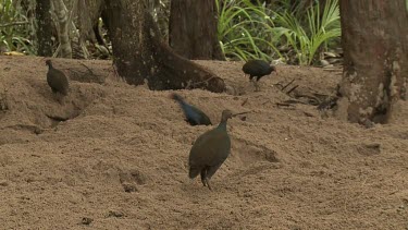 Megapode Bird