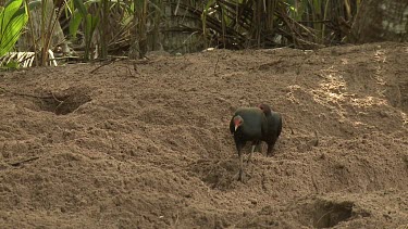 Megapode Bird