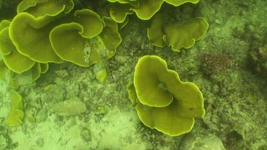 Cabbage coral