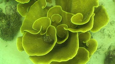 Cabbage coral