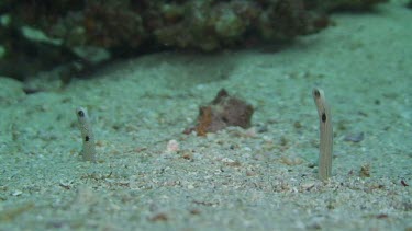 Garden Eel