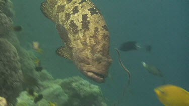 Marbled Cod