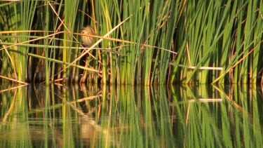 LittleBitern at Einot Kane Nature Reserve, Israel