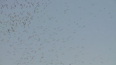 large flock of white Storks in a thermal under blue sky