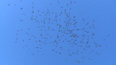 large flock of white Storks in a thermal under blue sky