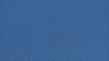 large flock of white Storks in the sky