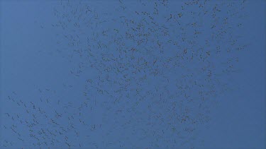 large flock of white Storks in the sky