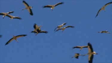 large flock of white Storks in the sky