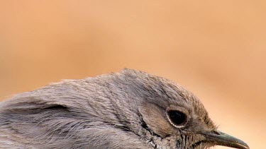 Blackstart standing on a rock in the judean desert, Israel