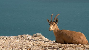 Female Ibex at Ein Gedi Nature reserve and dead sea in the background