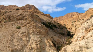 Female Ibex at Ein Gedi Nature reserve and dead sea in the background