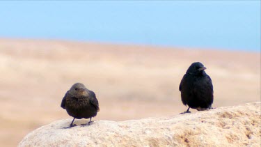 Wadi David Nature reserve,Judean Desert, Israel