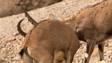 Young male Ibex Fighting on a mountain slope at Ein Gedi Nature reserve