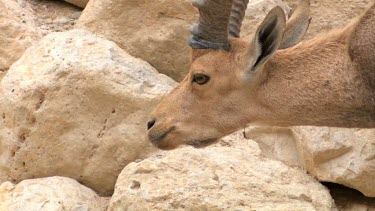 a pair of Ibex in courtship display at Ein Gedi Nature reserve, Israel