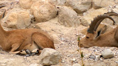 a pair of Ibex in courtship display at Ein Gedi Nature reserve, Israel