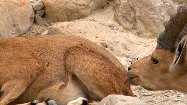 a pair of Ibex in courtship display at Ein Gedi Nature reserve, Israel