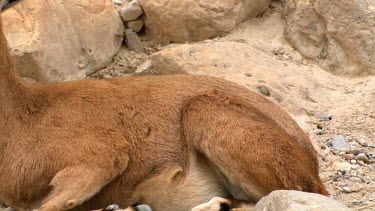 a pair of Ibex in courtship display at Ein Gedi Nature reserve, Israel