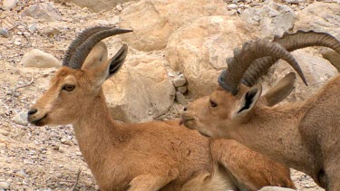 a pair of Ibex in courtship display at Ein Gedi Nature reserve, Israel