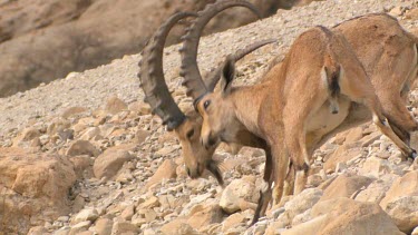 Ibex courtship display at Ein Gedi Nature reserve