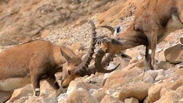 Young male Ibex Fighting on a mountain slope at Ein Gedi Nature reserve