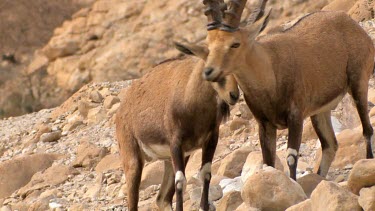 Young male Ibex Fighting on a mountain slope at Ein Gedi Nature reserve