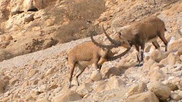 Young male Ibex Fighting on a mountain slope at Ein Gedi Nature reserve