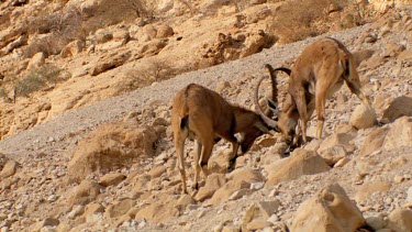 Young male Ibex Fighting on a mountain slope at Ein Gedi Nature reserve