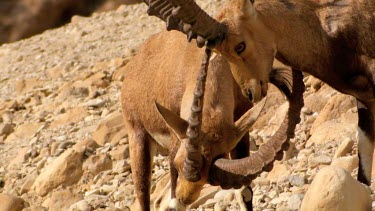 Young male Ibex Fighting on a mountain slope at Ein Gedi Nature reserve