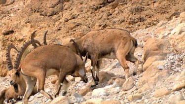 Young male Ibex Fighting on a mountain slope at Ein Gedi Nature reserve