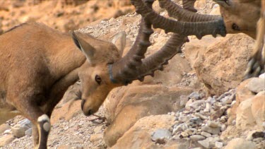 Young male Ibex Fighting on a mountain slope at Ein Gedi Nature reserve