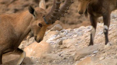 Young male Ibex Fighting on a mountain slope at Ein Gedi Nature reserve