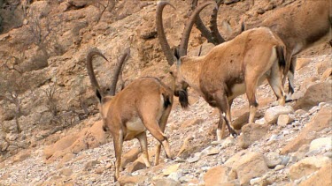 Young male Ibex Fighting on a mountain slope at Ein Gedi Nature reserve