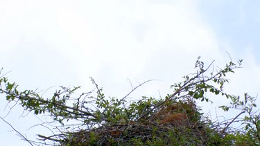 Short Toed eagles feeding chick in the nest