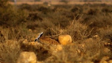 Houbara Bustard in courtship displays