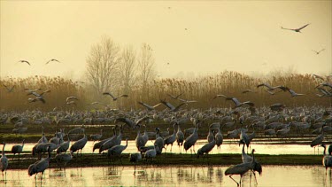 Cranes at the Hula valley in early morning light, Upper Galilee, Israel