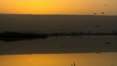 Cranes at the Hula valley in early morning light, Upper Galilee, Israel