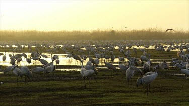 Cranes at the Hula valley in early morning light, Upper Galilee, Israel