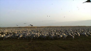 Cranes at the Hula valley in early morning light, Upper Galilee, Israel