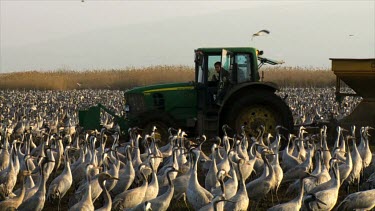 Cranes at the Hula valley in early morning light, Upper Galilee, Israel