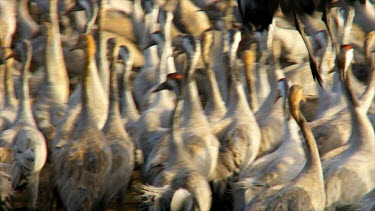 Cranes at the Hula valley in early morning light, Upper Galilee, Israel