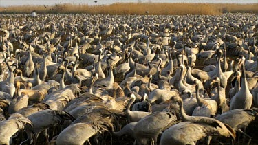 Cranes at the Hula valley in early morning light, Upper Galilee, Israel